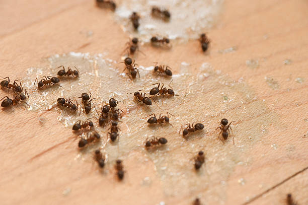 Best Best Pest Control Companies  in Columbia, IL
