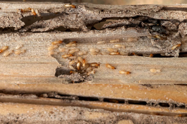 Best Commercial Pest Control Services  in Columbia, IL
